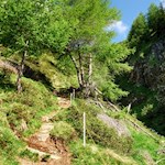 Hinter der Englalm wird der Weg schmaler und steiler