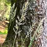 Naturimpressionen auf dem Weg zur Gasser Hütte