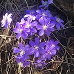 Zarte Leberblümchen am Wegesrand