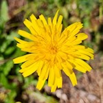 Blümchen säumen den Weg zur Petersberger Leger Alm