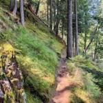 Auch der Rückweg von der Latscher Alm führt durch Wald