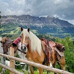 Auch die Pferde genießen die Idylle am Schillerhof