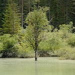 The shores of lago di Landro lake are surrounded by trees and shrubs