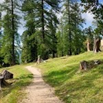 Durch das idyllische Lärchenwaldele zur Epircher Laner Alm