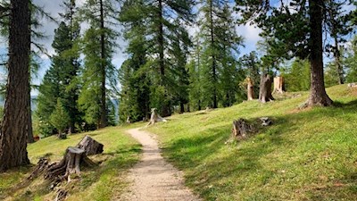 Durch das idyllische Lärchenwaldele zur Epircher Laner Alm