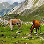 Almtiere genießen die Sommerfrische in den Pragser Dolomiten