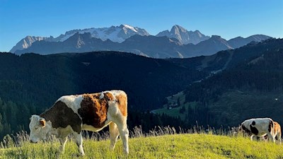 Bergidylle vor der Kulisse der Marmolata