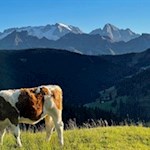 Idillio montano sullo sfondo della Marmolada