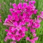 Frühlingsblumen bringen die Wiesen zum Leuchten