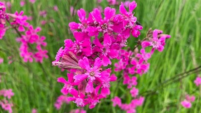 Frühlingsblumen bringen die Wiesen zum Leuchten