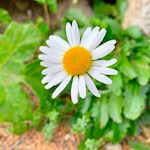 Gänseblümchen am Lanerweg