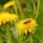 "Stille ist das Element, in dem sich Großes formt" (Thomas Carlyle)