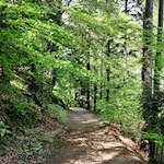 Im Schatten hoher Bäume in Richtung Töll