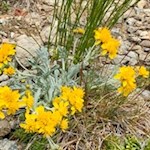 Am Wegesrand gedeihen zarte Bergblumen
