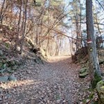 Durch-herbstlich-gefärbte-Haine-nach-Lajen