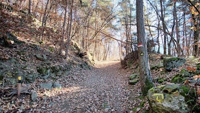 Durch herbstlich gefärbte Haine nach Lajen