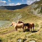 Pferde am Penser Joch See