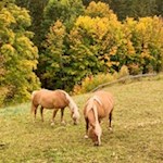 Haflinger weiden in den Wiesen unterhalb des Latemar