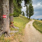 Der Weg zur Neuhütt Alm ist gut markiert