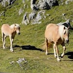 Kecke Blondinen verbringen die Sommermonate auf den Bergwiesen um die Gardenacia Hütte
