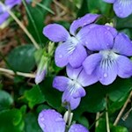 Zarte Veilchen gedeihen am Wegesrand