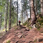 Der Weg zur Untertrumpedeller Schwaige führt durch den Wald