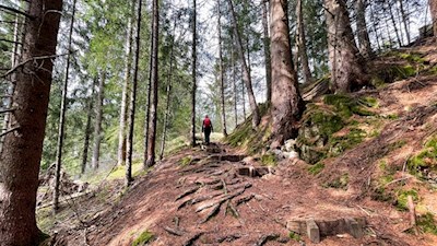 Der Weg zur Untertrumpedeller Schwaige führt durch den Wald