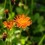 Auch der Gold-Pippau gedeiht in den saftigen Wiesen