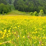 Durch blühende Wiesen nach Heilig Geist