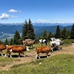 Almkühe weiden in den Almwiesen am Fuße des Roen