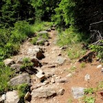 Der Waldsteig Nr. 14 führt im steten Anstieg zum Puntleider See