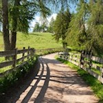 Die Sommersonne wirft tanzende Schatten auf den Weg