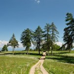 Im sanften Anstieg durch die lieblichen Lärchenwiesen des Salten