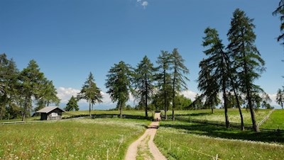 Im sanften Anstieg durch die lieblichen Lärchenwiesen des Salten