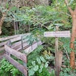 Vom Weg Nr. 7/8 zweigt wenig später der Waldsteig nach St. Andrä ab