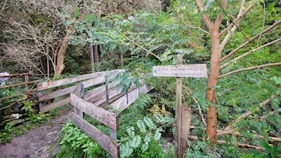 Vom Weg Nr. 7/8 zweigt wenig später der Waldsteig nach St. Andrä ab