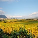 In Kalterns Weinbergen gedeihen qualitativ hochwertige Weine