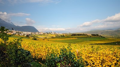 In Kalterns Weinbergen gedeihen qualitativ hochwertige Weine