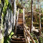 Katzenleiter auf dem Weg nach Briol