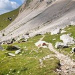 Auf steinbeschlagenen Wiesenwegen zur Latemarhütte