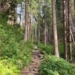 Ein Plattenweg führt im angenehmen Anstieg durch den Wald