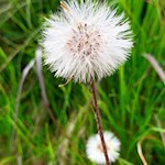Pusteblume