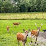 Hirschgehege auf dem Rückweg nach Luttach