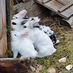 Die zufriedenen Kaninchen der Seurasas-Hütte