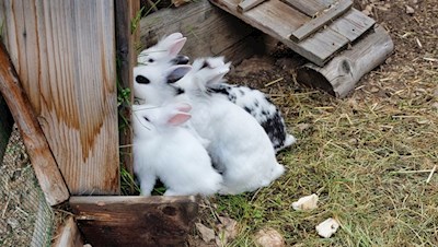 Die zufriedenen Kaninchen der Seurasas-Hütte