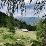 Inmitten einer beschaulichen Lichtung liegt die Zirmaitalm