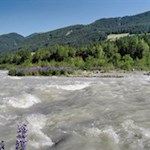 Der Mareiter Bach wird von Lupinen umsäumt