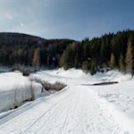 Die sanft ansteigende Rodelbahn wird alsbald von hohen Nadelbäumen umsäumt