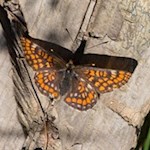 Schmetterlinge flattern durch die blumenfrohen Almwiesen