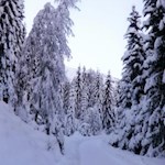 "Ich weiß nichts Schönres auf der Welt, als wenn ein Schnee vom Himmel fällt - so klein und weich und leise." (C. P. Fröhling)